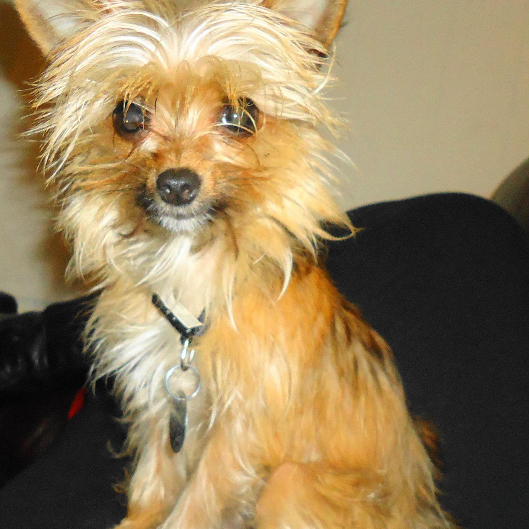 Albuquerque House and Pet sitter Searching for Work