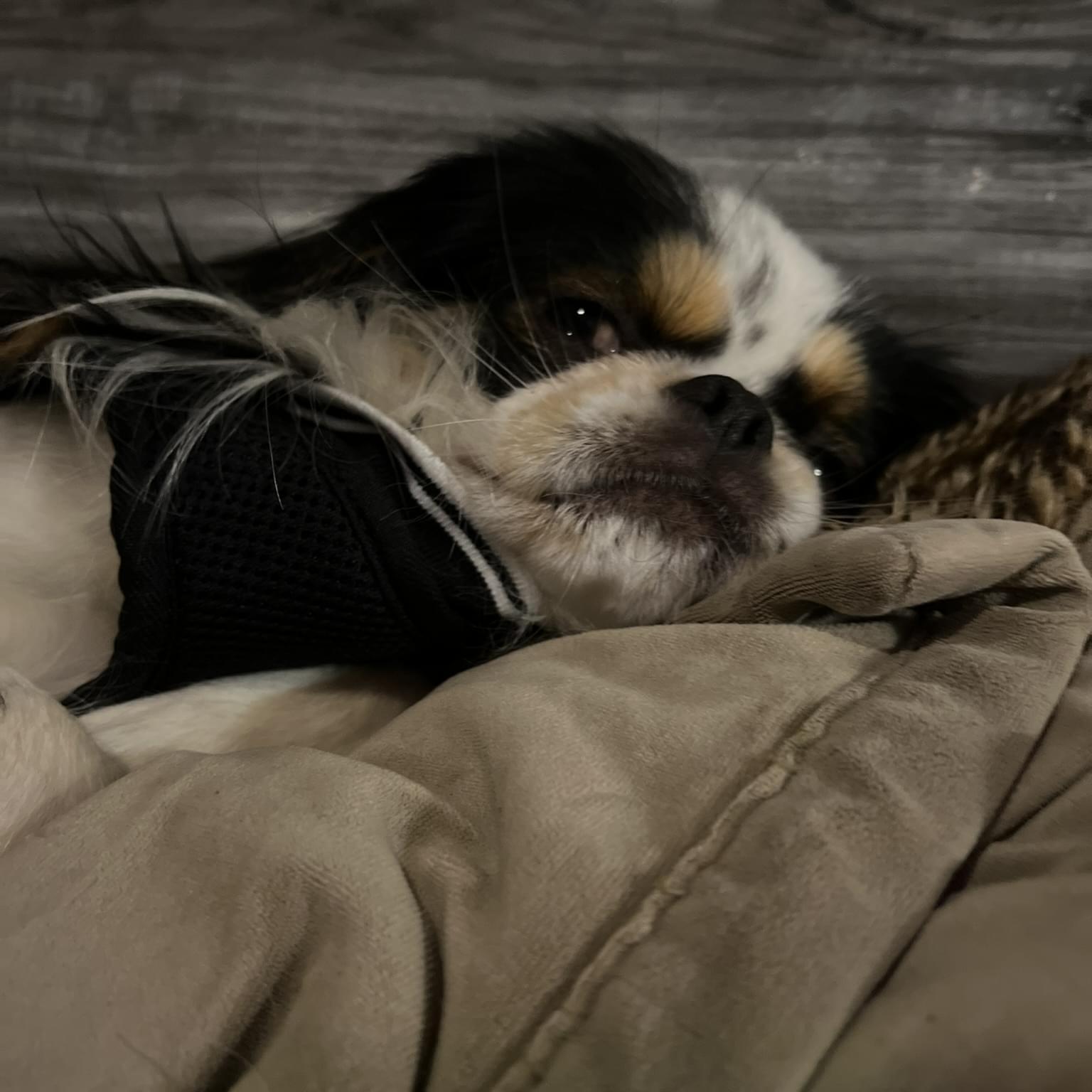 Are you a Loving Petsitter / Housesitter? 11/24-11/26 in Mint Hill, North Carolina for my 1 year old male Japanese Chin puppy