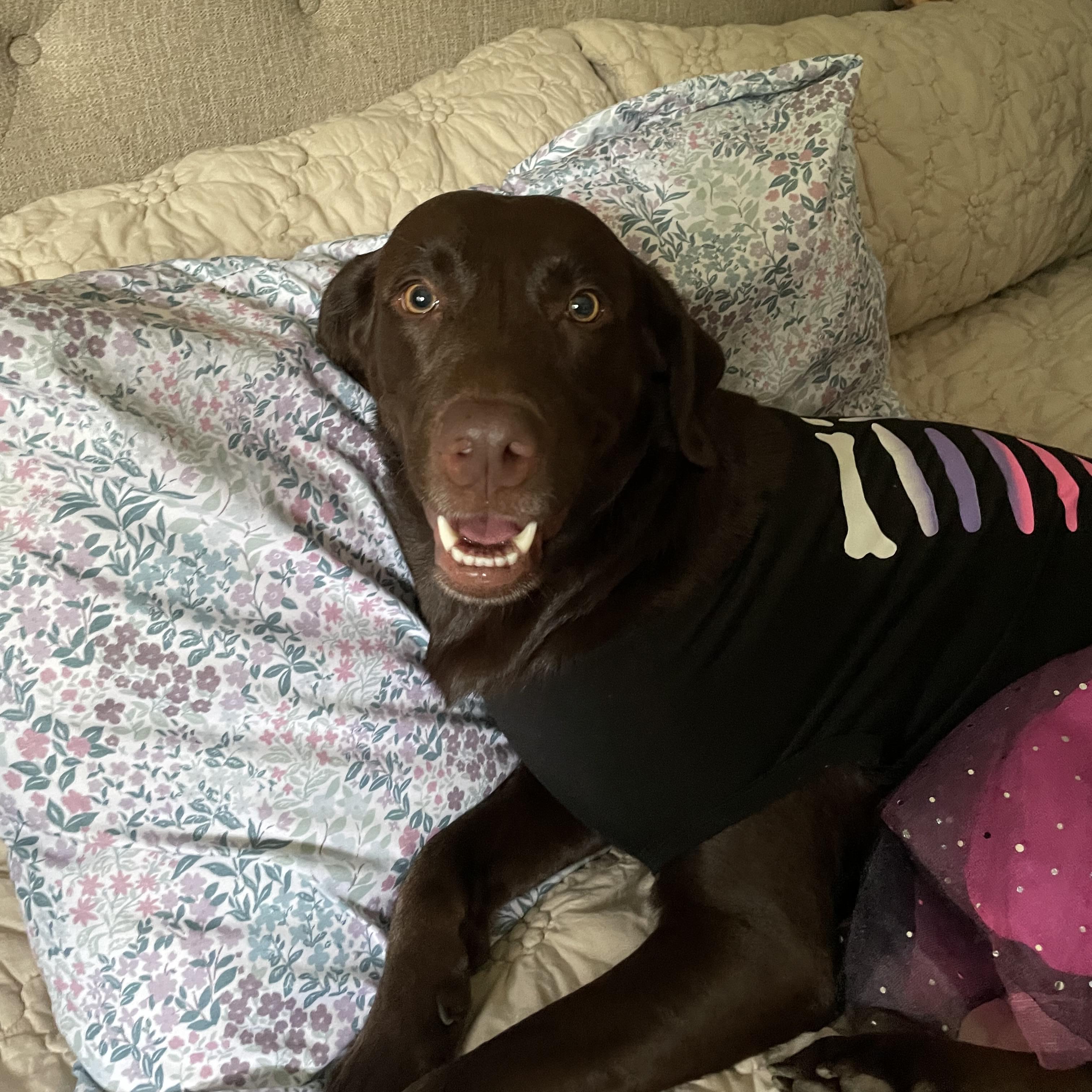 Experienced and Reliable Pet Sitter in Winnipeg, Manitoba - $60 Daily