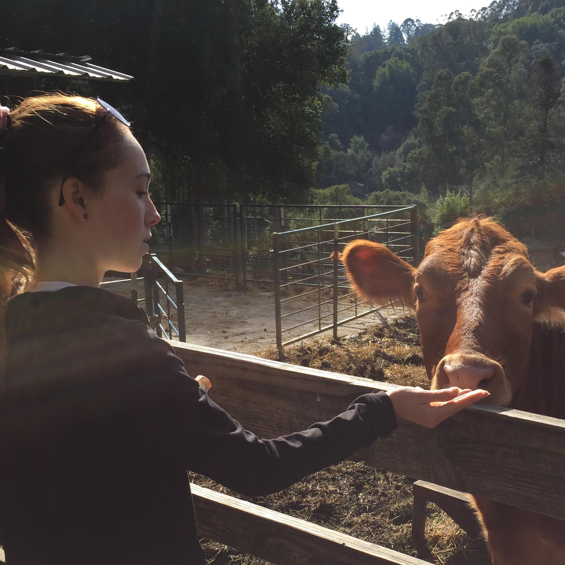 Caretaker, Equestrian, and House Sitter