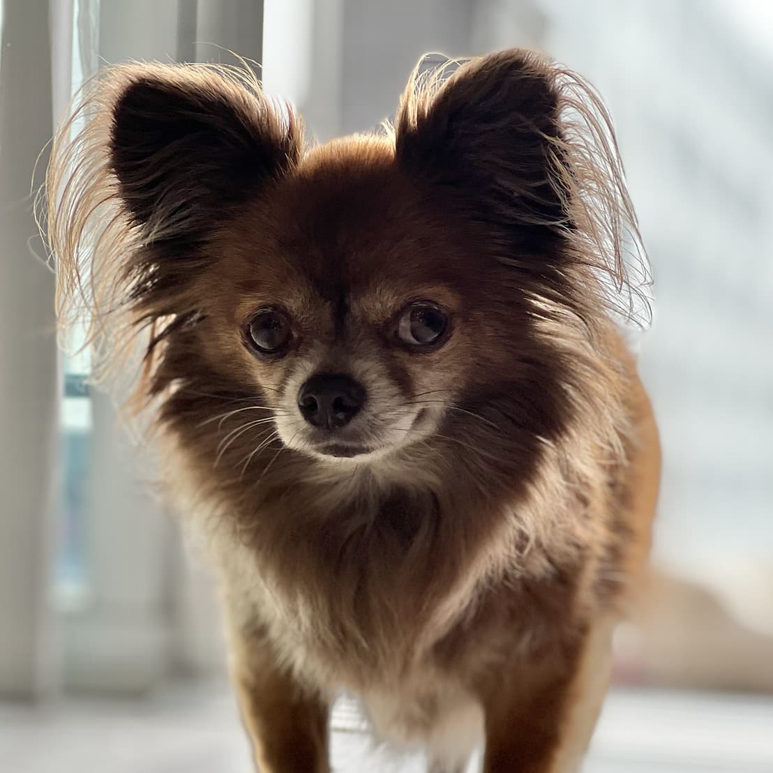 Watch A Chihuahua in Midtown Atlanta Highrise Apartment