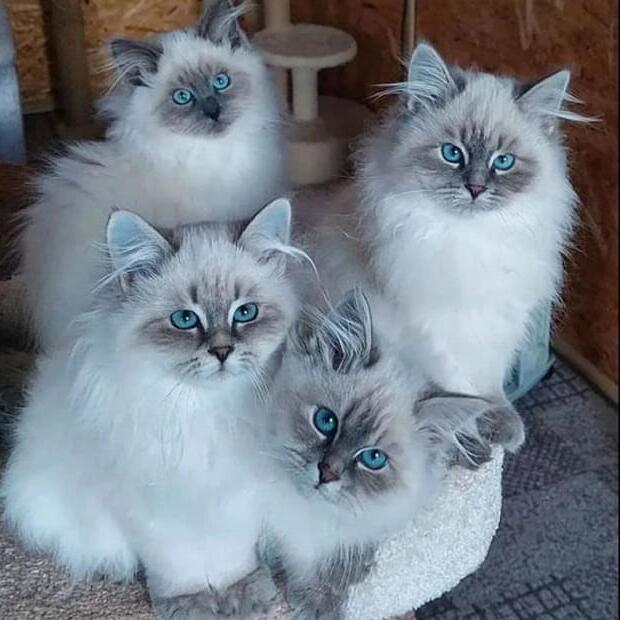 Reliable House Sitter in Winnipeg - $250/Day - love cats and small dogs