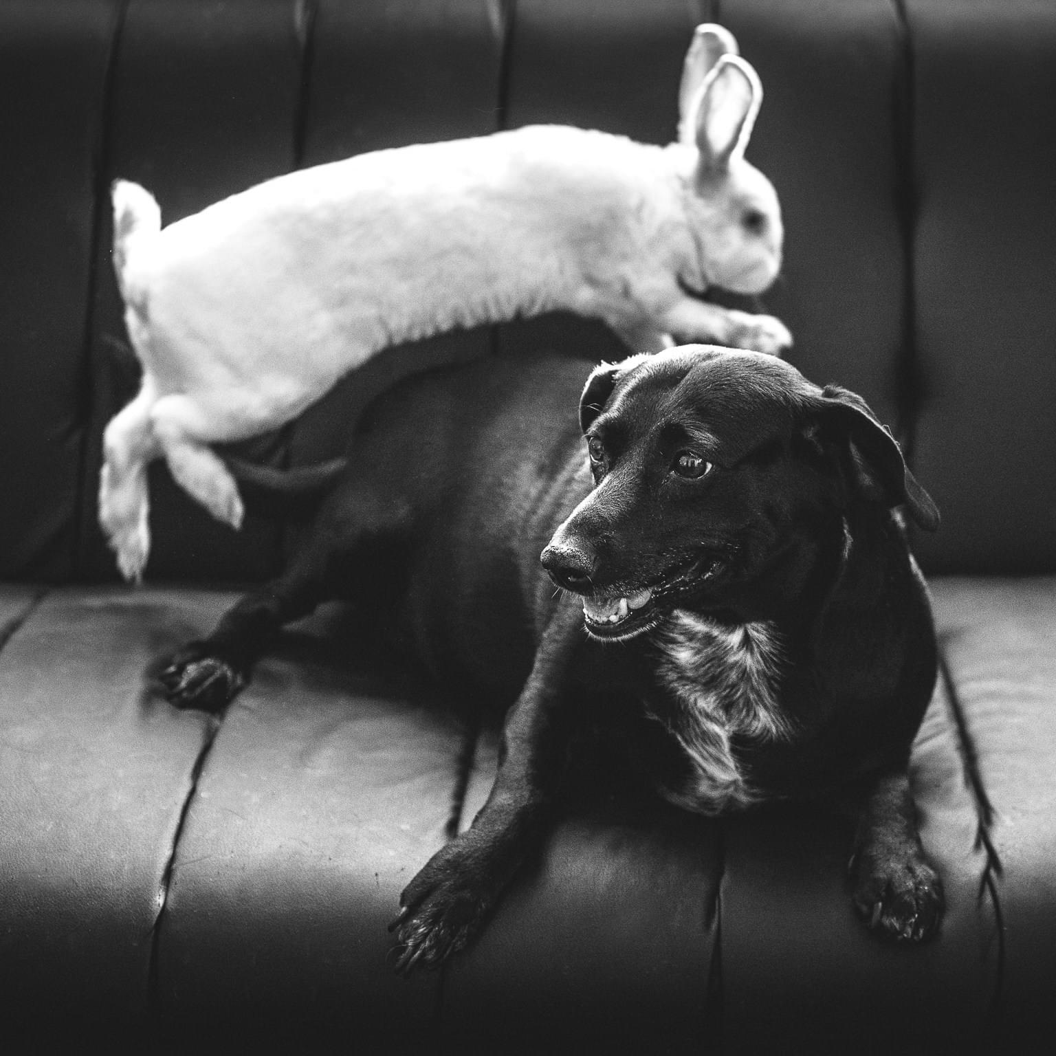 Reliable Watertown House Sitter Secure Your Home with Trusted Care Today!