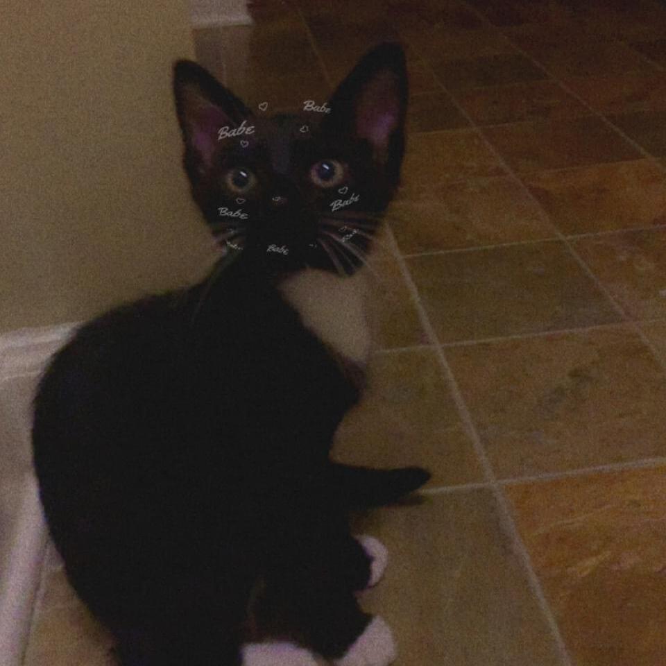 For Hire: Consistent House Sitting Provider in Fayetteville