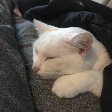 Reliable, honest and efficient house and pet sitter