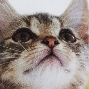 Kittys R Us, LLC - Seeking Pet Sitting Opportunities