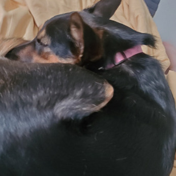 Seasoned Pet Sitter for Hire. Love all animals