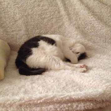 House Sitter Available