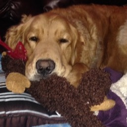 Experienced Trustworthy Reliable House/Petsitter serving Oregon Washington Idaho