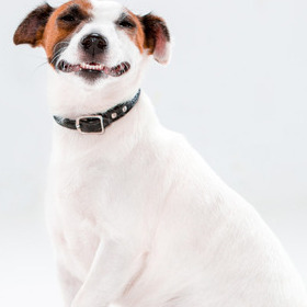 Well Trained House and Pet Sitter in Winnipeg, Manitoba.
