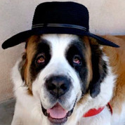 Chops Upkeeps is a California based Limited Liability Co. that provides pet care services to Los Angeles County residents.
