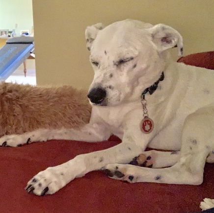 Experienced House Sitter with Sweet Senior Dog