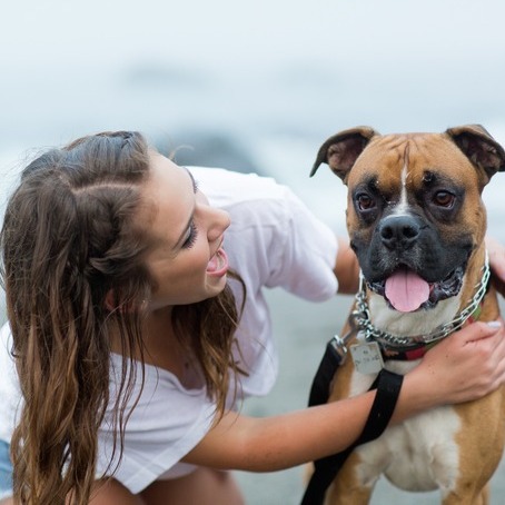 experienced house sitter in the Napa Valley