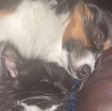 For Hire: Skilled House Sitter in Winnipeg, Manitoba
