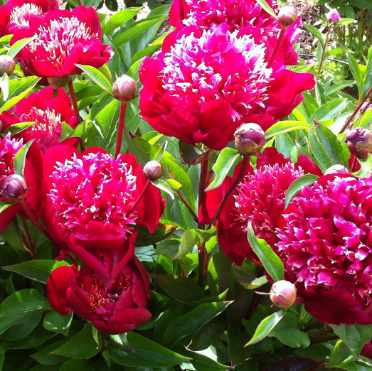 Trustworthy, respectful & Clean Housesitter (can also feed and walk pets too!) Love nature, and love gardens too! :-)