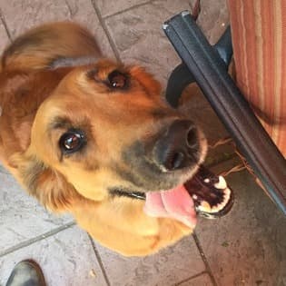 Aug 7-20, 2016: Great dog in nice La Costa location