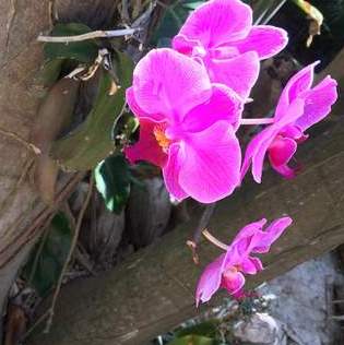 For Hire: Hard Working Honest House Sitter in Boca Raton