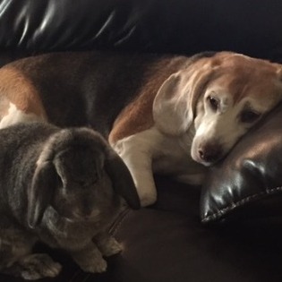 Dependable and Loving Animal Sitter - Available Immediately