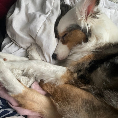 Know that your home, pets and plants are in good hands!