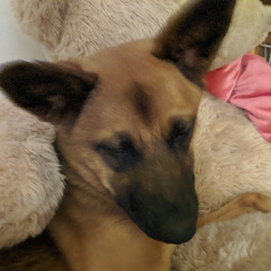 Friendly and Reliable House Sitter in Flagstaff, Arizona