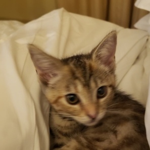 Im looking to watch over home pets and plants