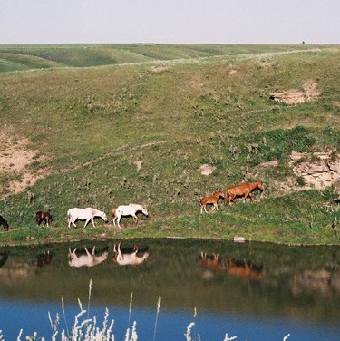 House, acreage, equine, checking while you are away.