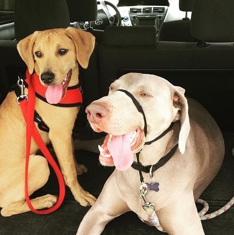 Part-time Dog and Babysitter Available