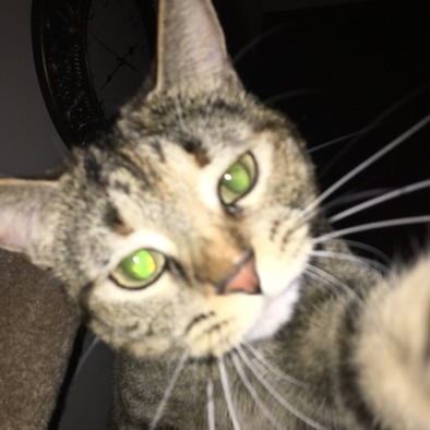 Crazy Contract Cat Lady