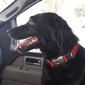 Loving Dog Looking for Loving Sitter while her Pack is away