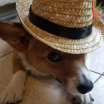 Im a very experienced house and pet sitter.