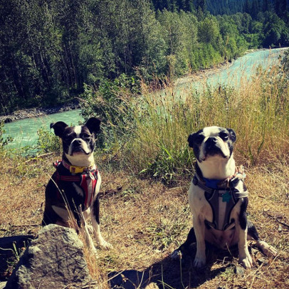 Work From Home Vancouver Area Experienced Pet Sitter and House Sitter