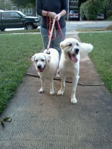 Professional, Organized, Reliable and Happy Housesitter!