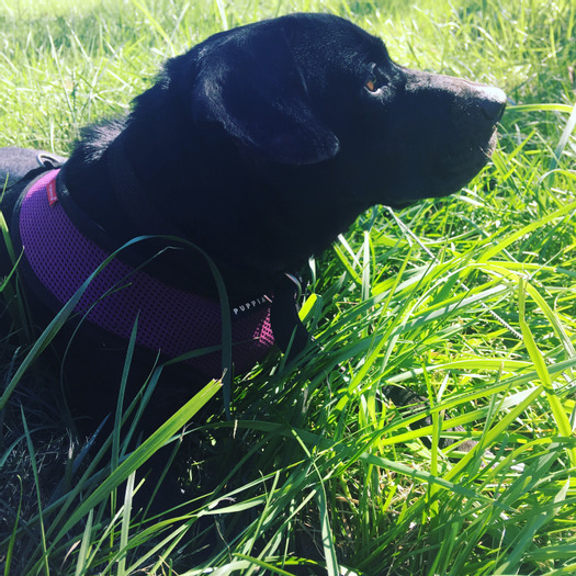 Good Pet Sitting Available Now!