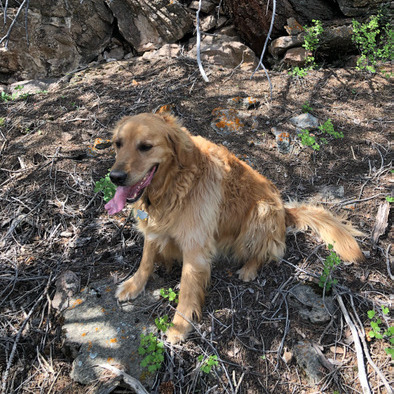 For Hire: Loving Pet walker / care taker in Golden