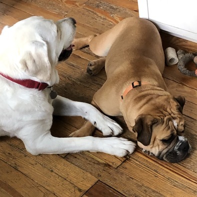 Available: Polite House and Petsitter in Shaker Heights, Ohio
