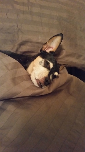 Trustworthy, Reliable and Caring Housesitter