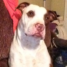 Pet and House Sitter available today